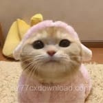 آفتاب قریشی